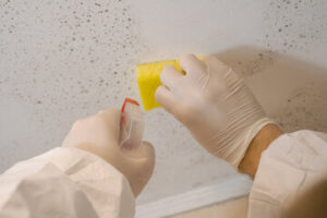 Mold Testing